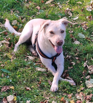 BONNIE - R E S E R V I E R T !!!!! freundlich und sehr lebenslustig, gutmütig, gelehrig, neugierig, verschmust, bewegungsfreudig, katzenverträglich, Mischling (Video auf HP) - Betreuungsplatz Steiermark - Hündin
