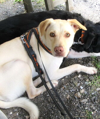 BONNIE - freundlich und sehr lebenslustig, gutmütig, gelehrig, neugierig, verschmust, bewegungsfreudig, katzenverträglich, anfangs schüchtern, Mischling (Video auf HP) - Betreuungsplatz Steiermark - Hündin