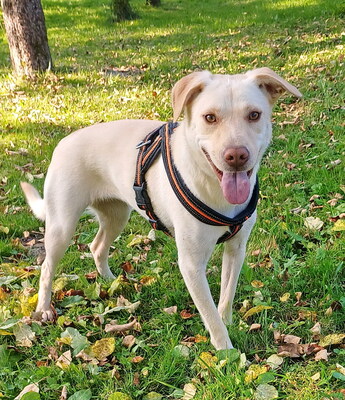 BONNIE - freundlich und sehr lebenslustig, gutmütig, gelehrig, neugierig, verschmust, bewegungsfreudig, katzenverträglich, anfangs schüchtern, Mischling (Video auf HP) - Betreuungsplatz Steiermark - Hündin