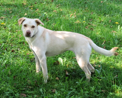 BONNIE - freundlich und sehr lebenslustig, gutmütig, gelehrig, neugierig, verschmust, bewegungsfreudig, katzenverträglich, anfangs schüchtern, Mischling (Video auf HP) - Betreuungsplatz Steiermark - Hündin