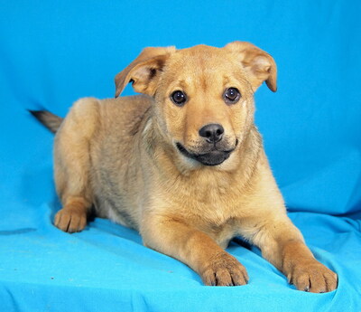 BONNIE - sehr lieb und aufgeschlossen, fröhlich, neugierig, lebhaft, gelehrig, Mischling - Hündin
