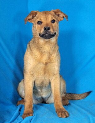 BONNIE - sehr lieb und aufgeschlossen, fröhlich, neugierig, lebhaft, gelehrig