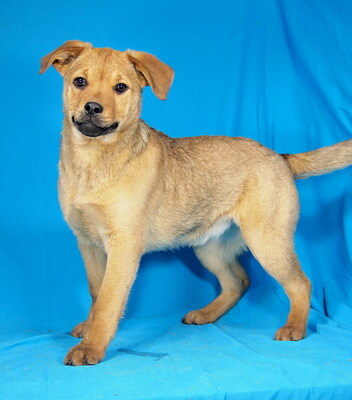 BONNIE - sehr lieb und aufgeschlossen, fröhlich, neugierig, lebhaft, gelehrig, Mischling Welpen - Hündin