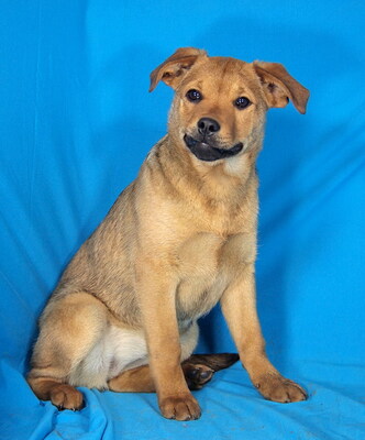 BONNIE - sehr lieb und aufgeschlossen, fröhlich, neugierig, lebhaft, gelehrig, Mischling Welpen - Hündin