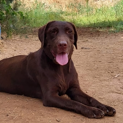 BONNY, Labrador Mischling - Hündin 1