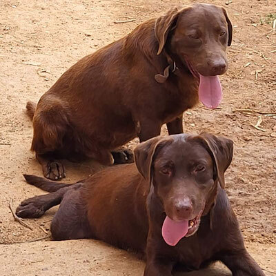 BONNY, Labrador Mischling - Hündin