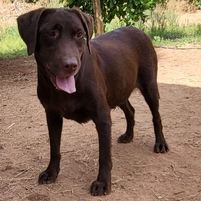 BONNY, Labrador Mischling - Hündin