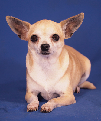 BORI - R E S E R V I E R T !!!!! anhänglich, freundlich, neugierig, klug, katzenverträglich, zunächst ängstlich, Chihuahua - Hündin