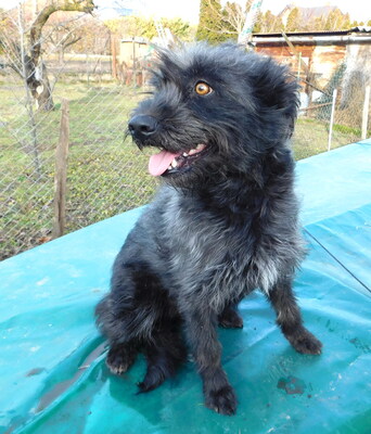 BORI - R E S E R V I E R T !!!!! sehr freundlich und menschenorientiert, bewegungsfreudig, treu, lernwillig