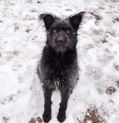 BORI - R E S E R V I E R T !!!!! sehr freundlich und menschenorientiert, bewegungsfreudig, treu, lernwillig, Mischling - Hündin