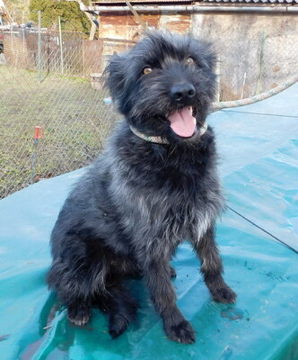 BORI - sehr freundlich und menschenorientiert, bewegungsfreudig, treu, lernwillig, Mischling - Hündin