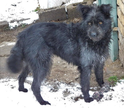 BORI - sehr freundlich und menschenorientiert, bewegungsfreudig, treu, lernwillig, Mischling - Hündin