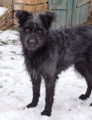 BORI - sehr freundlich und menschenorientiert, bewegungsfreudig, treu, lernwillig, Mischling - Hündin