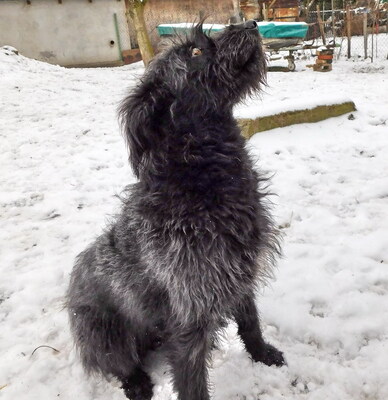BORI - sehr freundlich und menschenorientiert, bewegungsfreudig, treu, lernwillig, Mischling - Hündin