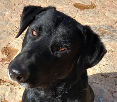 BORIS, Pastor Mallorquin-Mischling - Rüde