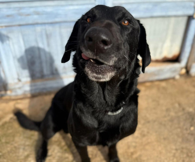 BORIS, Pastor Mallorquin-Mischling - Rüde