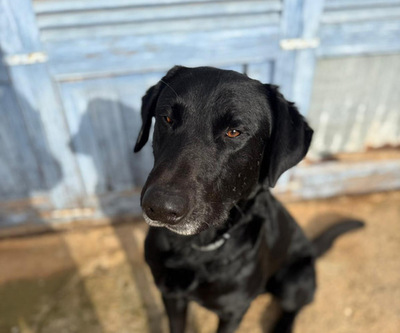 BORIS, Pastor Mallorquin-Mischling - Rüde