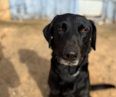 BORIS, Pastor Mallorquin-Mischling - Rüde