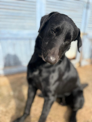 BORIS, Pastor Mallorquin-Mischling - Rüde