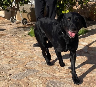 BORIS, Pastor Mallorquin-Mischling - Rüde