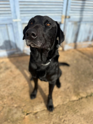 BORIS, Pastor Mallorquin-Mischling - Rüde