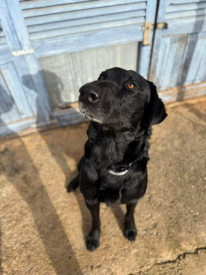 BORIS, Pastor Mallorquin-Mischling - Rüde