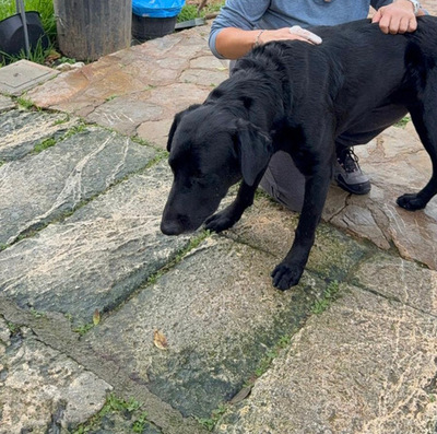 BORIS, Pastor Mallorquin-Mischling - Rüde