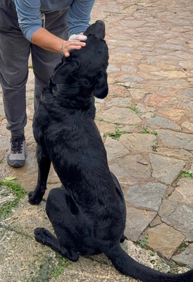 BORIS, Pastor Mallorquin-Mischling - Rüde