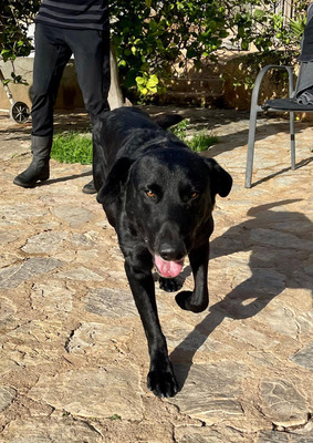 BORIS, Pastor Mallorquin-Mischling - Rüde