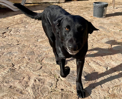 BORIS, Pastor Mallorquin-Mischling - Rüde