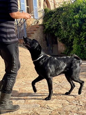 BORIS, Pastor Mallorquin-Mischling - Rüde