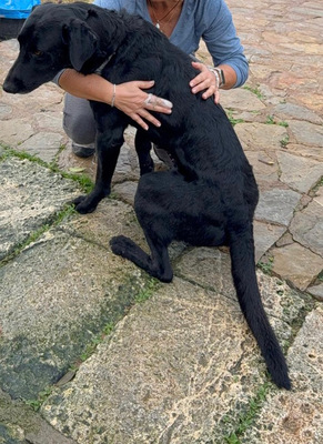 BORIS, Pastor Mallorquin-Mischling - Rüde