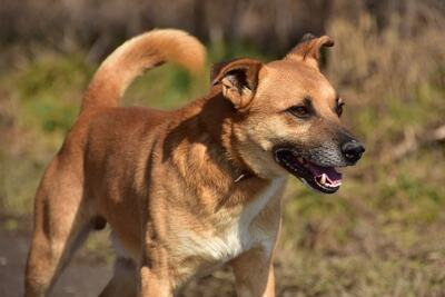 BORKO S272, Mischling - Rüde