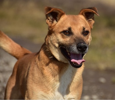 BORKO S272, Mischling - Rüde