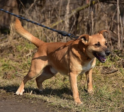 BORKO S272, Mischling - Rüde