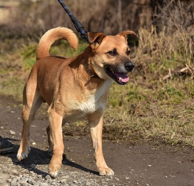 BORKO S272, Mischling - Rüde
