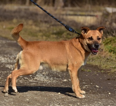 BORKO S272, Mischling - Rüde