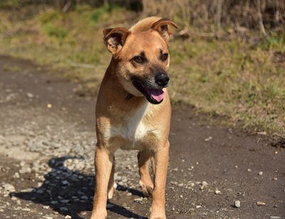BORKO S272, Mischling - Rüde