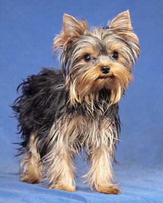 BOUNTY - R E S E R V I E R T !!!!! sehr freundlich, verschmust, lebhaft, gelehrig, anhänglich, katzenverträglich, anfangs schüchtern, Yorkshire Terrier - Rüde