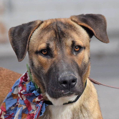 BRACOLO - Ubeda, Mischling - kastriert - Rüde