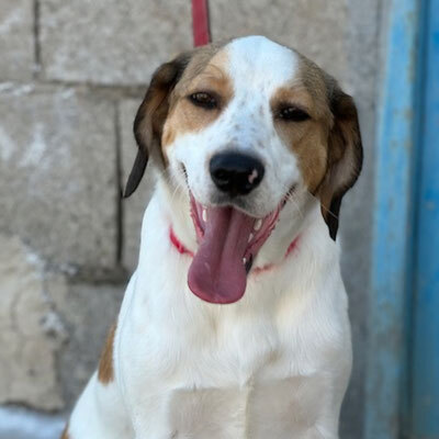 BRANDON, Beagle Mischung - Rüde