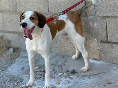 BRANDON, Beagle Mischung - Rüde