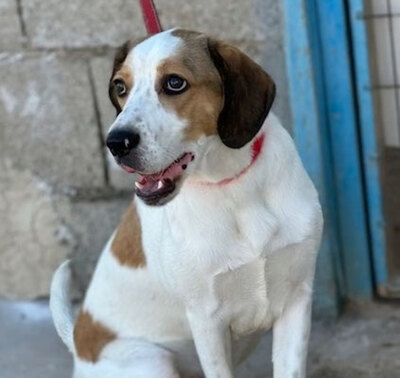 BRANDON, Beagle Mischung - Rüde