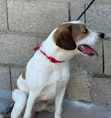 BRANDON, Beagle Mischung - Rüde