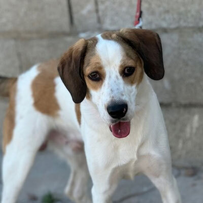 BRANDON, Beagle Mischung - Rüde