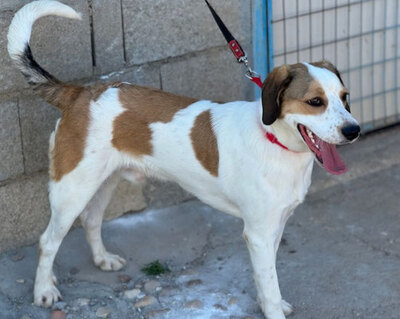 BRANDON, Beagle Mischung - Rüde