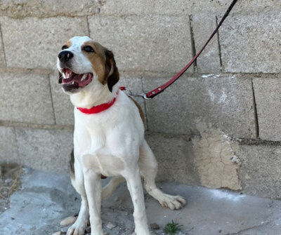 BRANDON, Beagle Mischung - Rüde