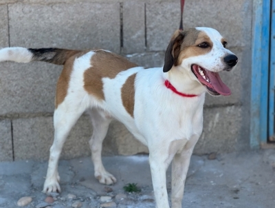 BRANDON, Beagle Mischung - Rüde