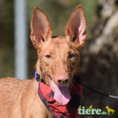 BRAULIO - Ubeda, Podenco-Andaluz - kastriert - Rüde