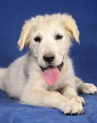 BRENDA - R E S E R V I E R T !!!!! sehr freundlich und zugänglich, vergnügt, lebhaft, interessiert, katzenverträglich, Mischling (Video auf HP) Welpen - Hündin